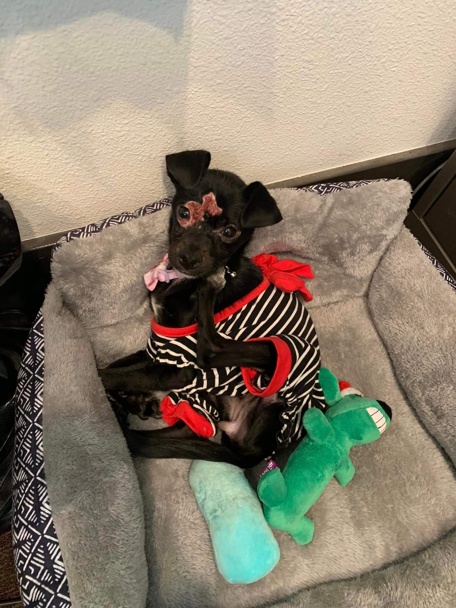 Malnourished dog is safe after possibly being thrown from a car