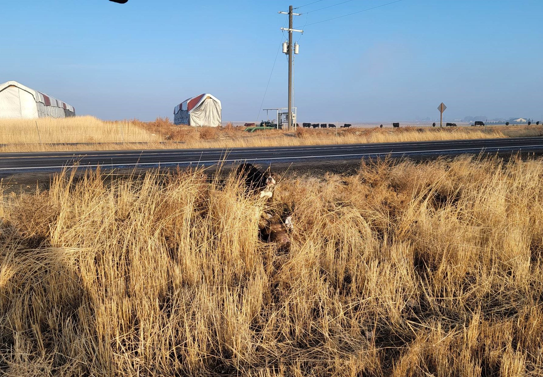 Faithful dog waited by injured friend who was struck by car