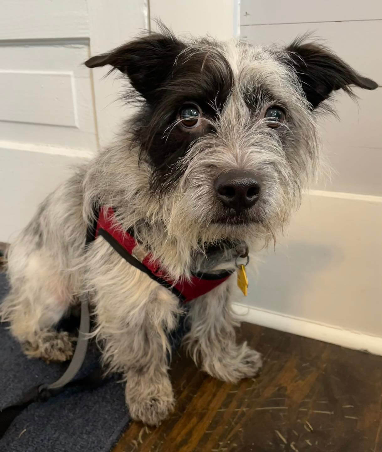 Blue’s family moved, surrendering him to shelter and breaking his heart