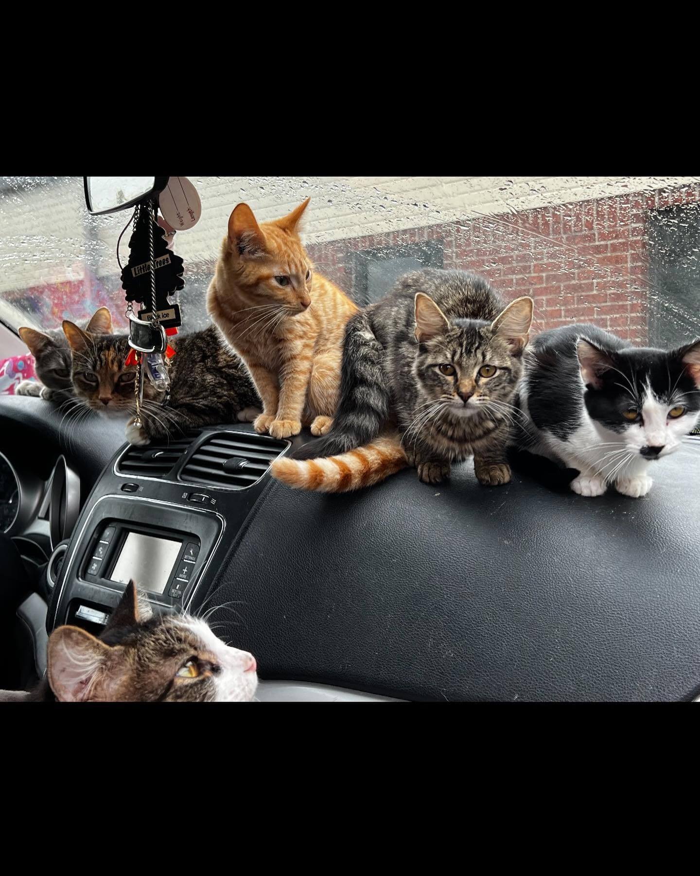 Family in dire straits, living in car with 7 dogs and 8 cats