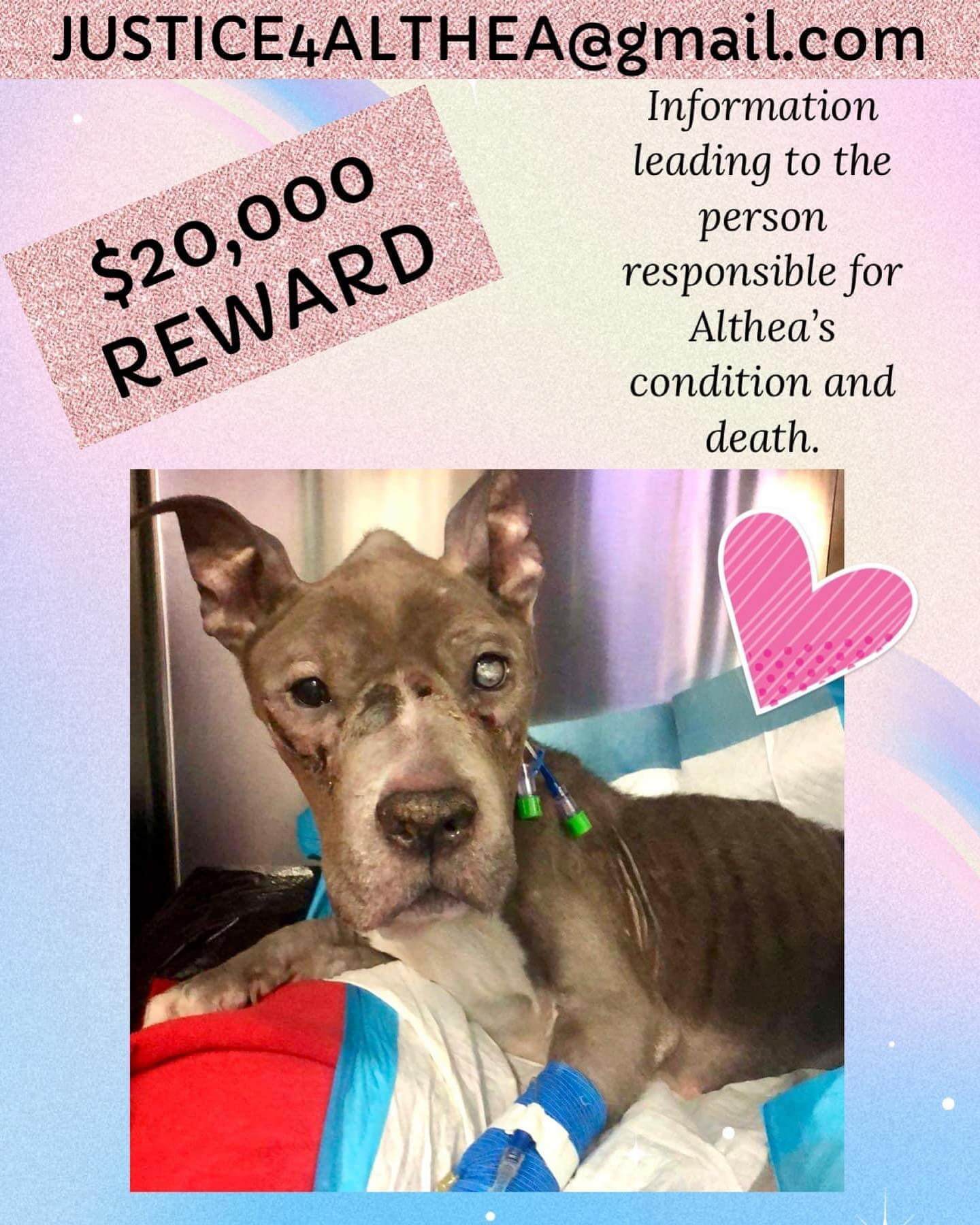 Rescue mourns death of abandoned dog – $20k reward offered for information