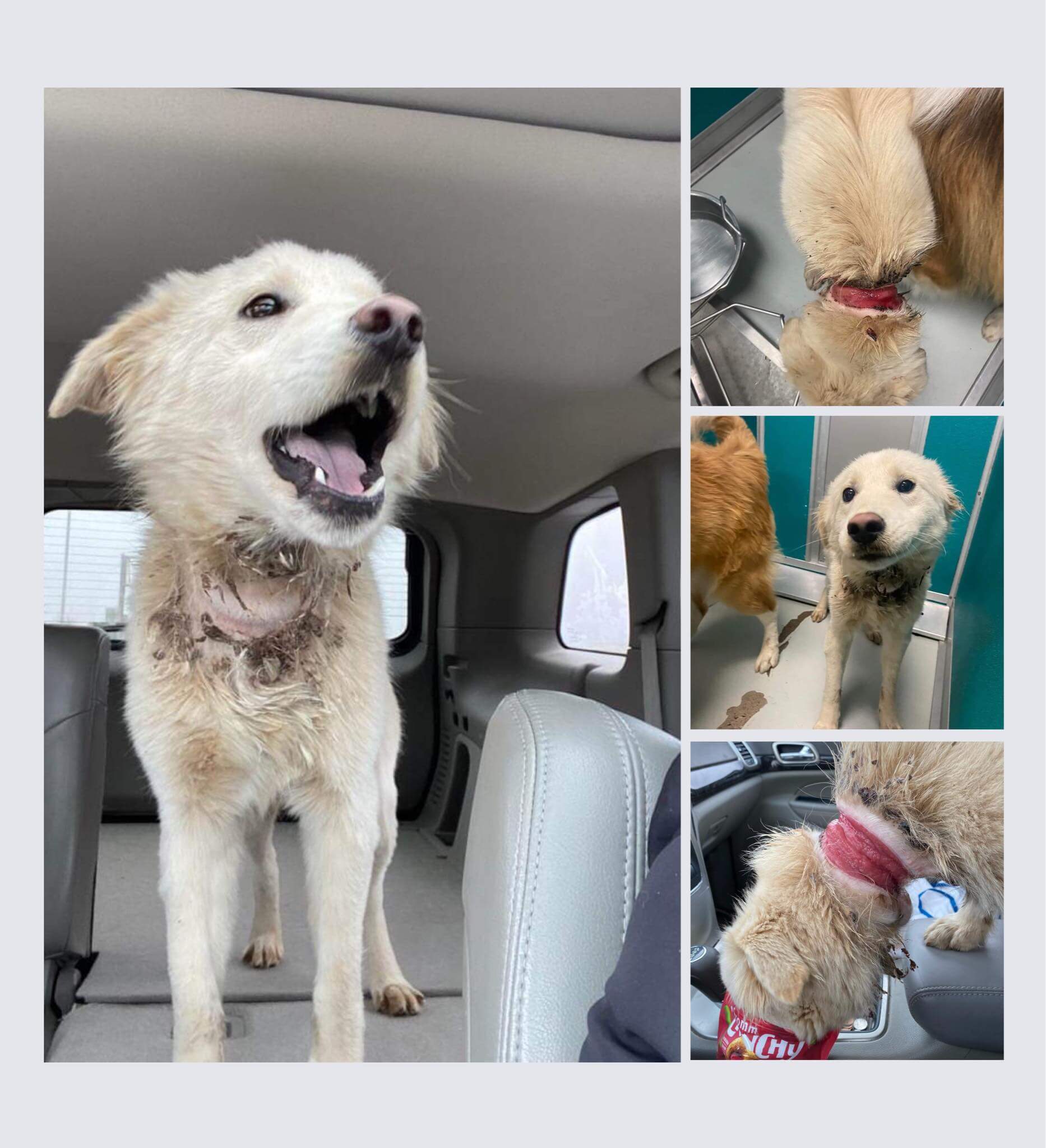 Dog with horrible neck injury begins life anew