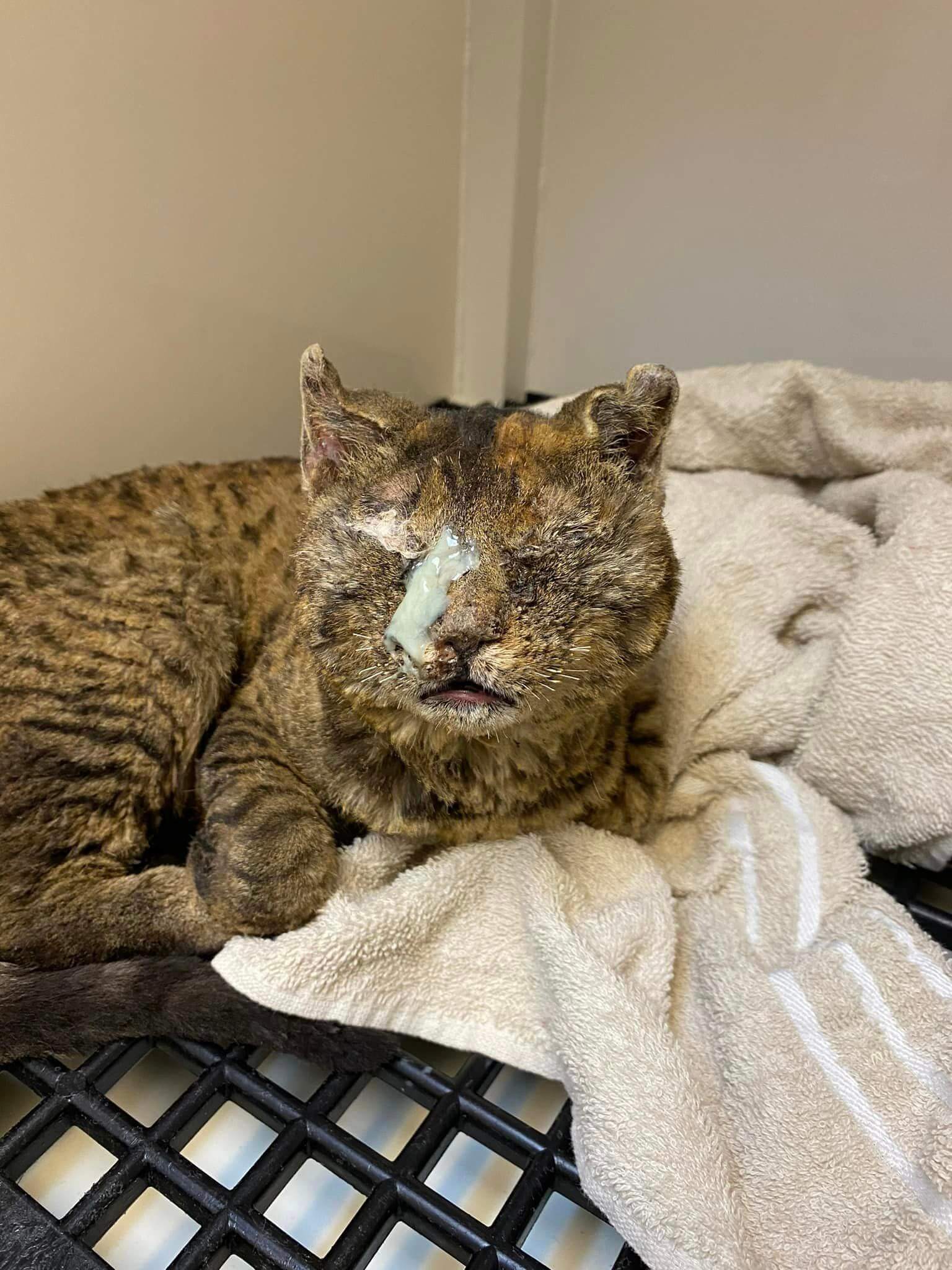 Cat has been ‘through the wringer’ smelling of fire, suffering from frostbite