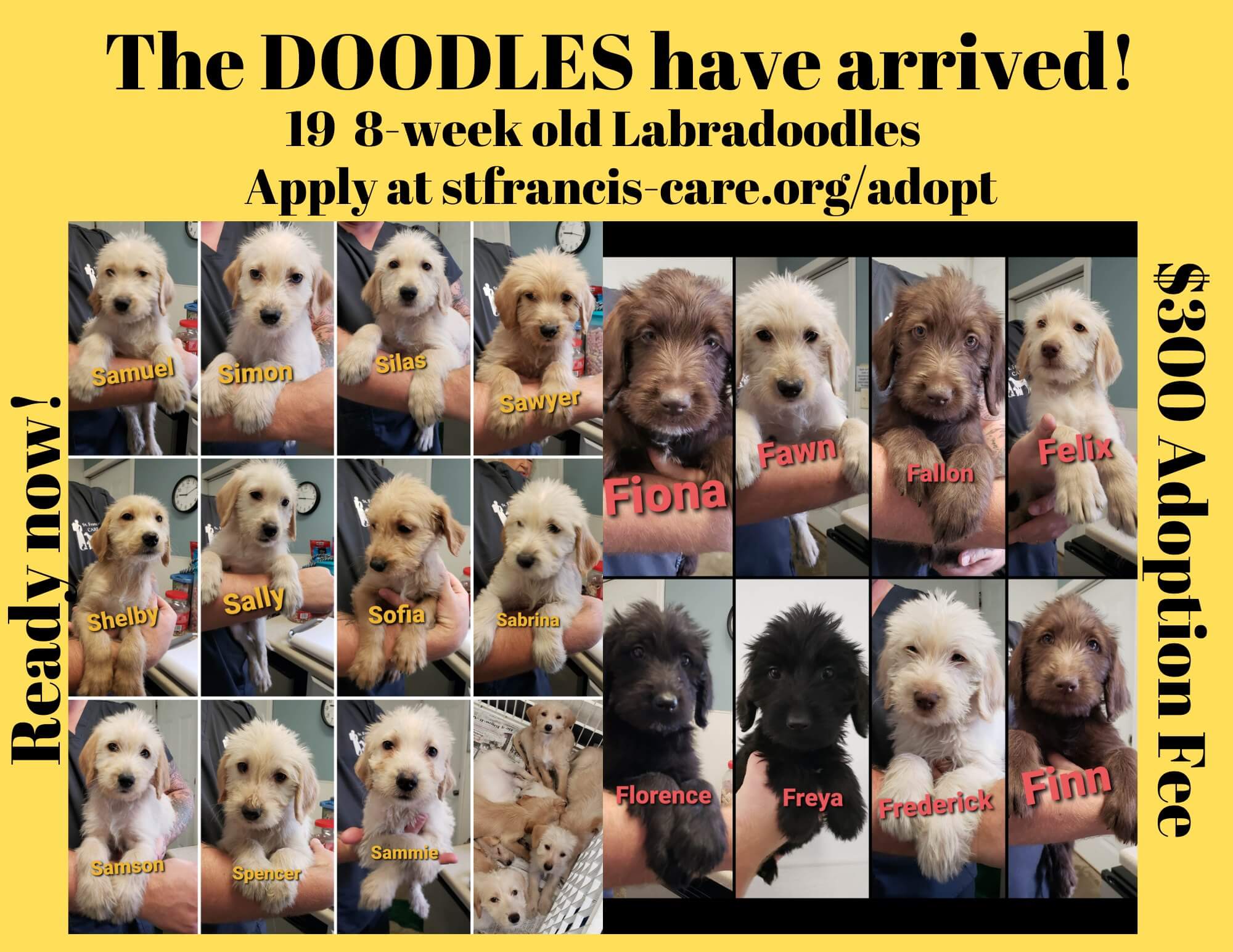 Oodles of Doodles surrendered to shelter creates overwhelming response