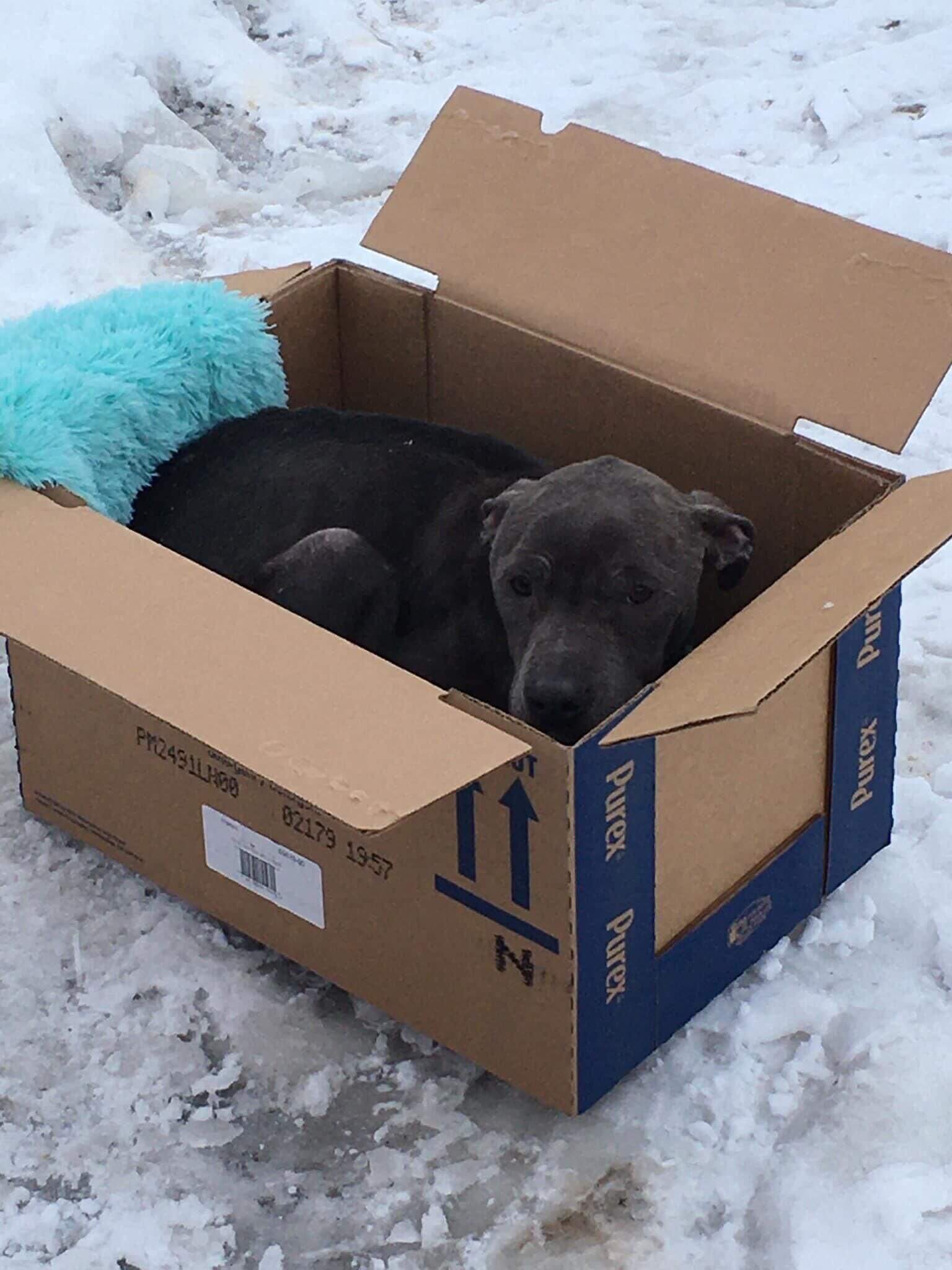Reward – Emaciated dog abandoned in cardboard box