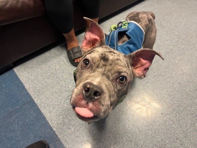 Unwanted puppy adopted and returned breaking our hearts needs medical help