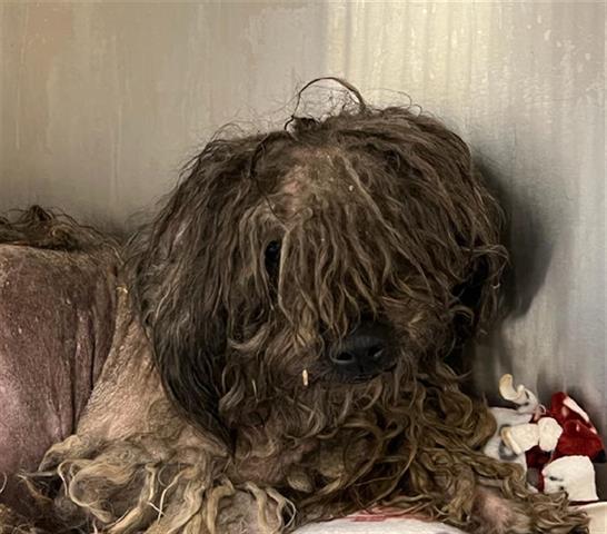Senior alert: Neglected little poodle mix in serious need of help