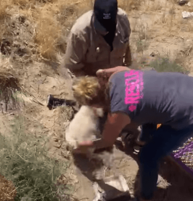 Abandoned brothers sat in the desert where they were dumped and waiting for their owners to return