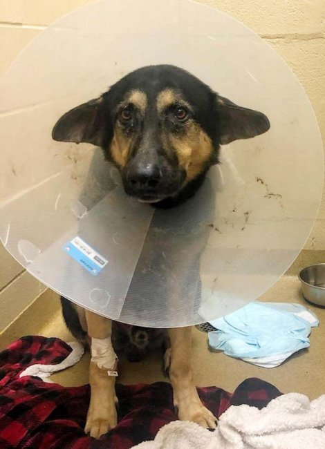 German shepherd left tied to tree in Amityville park