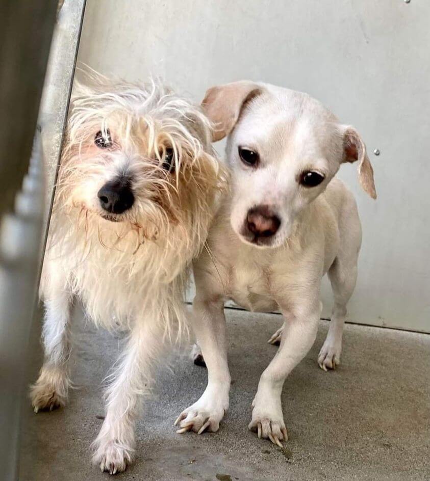 Woman who tried to surrender her dogs in wrong jurisdiction instead abandoned them in shelter parking lot