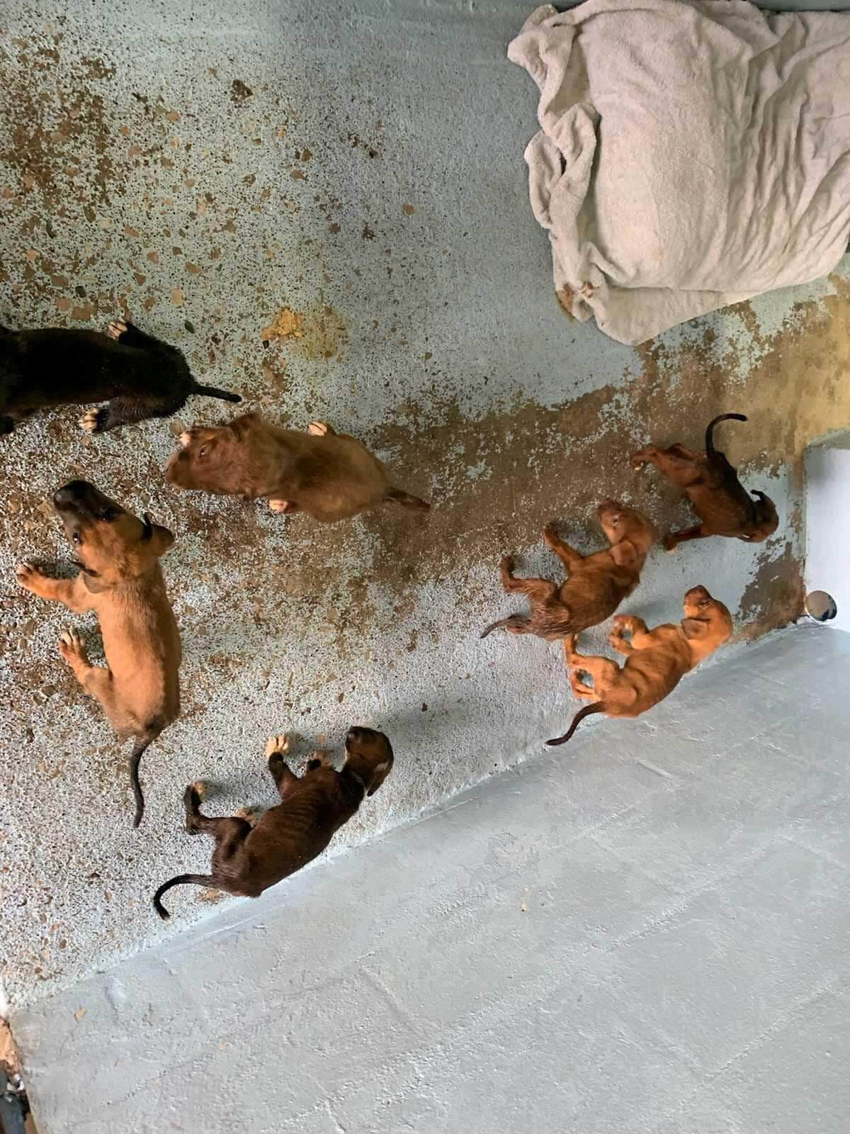 Emaciated puppies with body scale of ‘1’ abandoned at local shelter in carrier