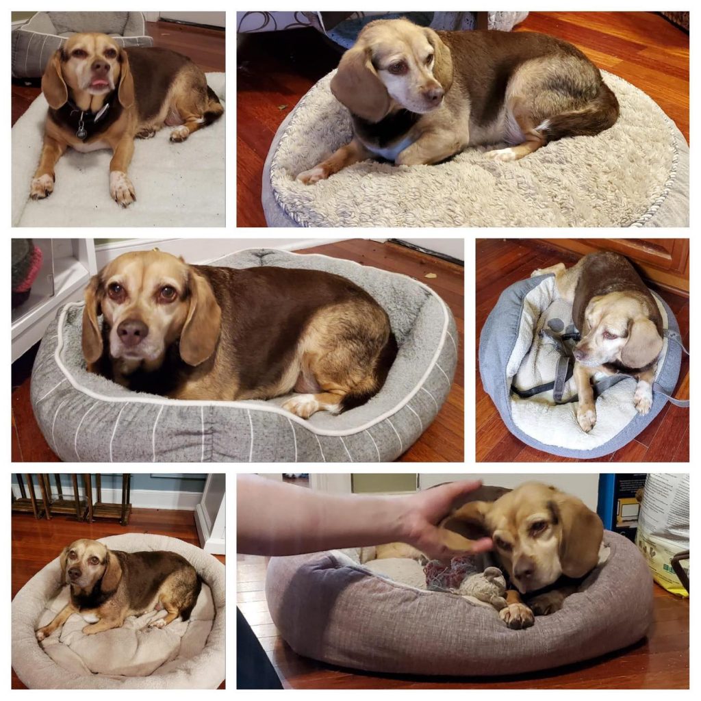 abby-beagle