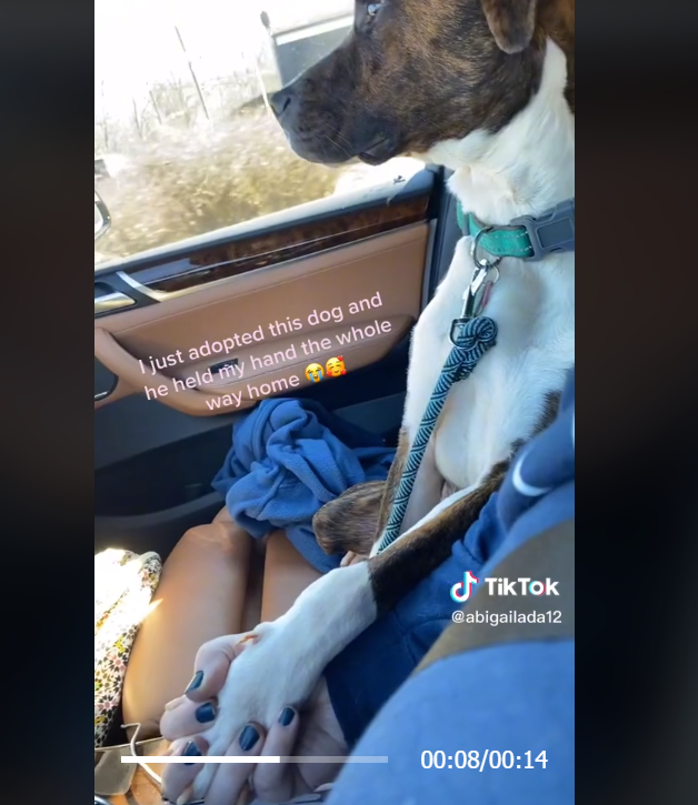 Heart melting clip on TikTok as rescue dog holds his new mom’s hand on drive home