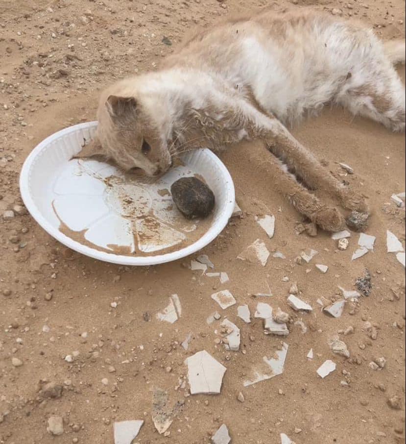 abu-dhabi-cats-2