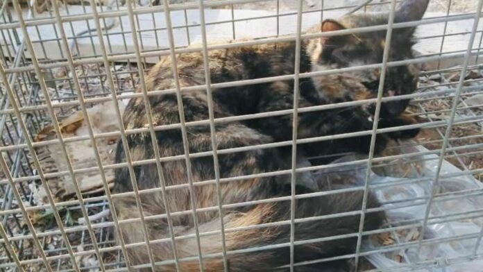 Abu Dhabi cats