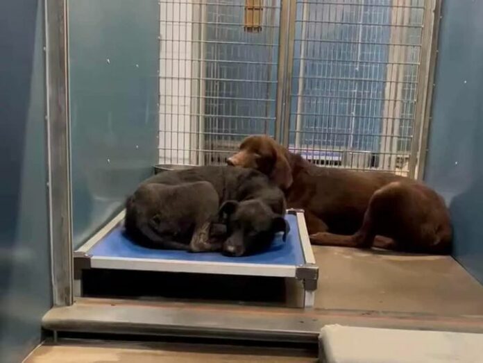 Two family dogs slated to lose their lives after owner surrendered them due to allergies