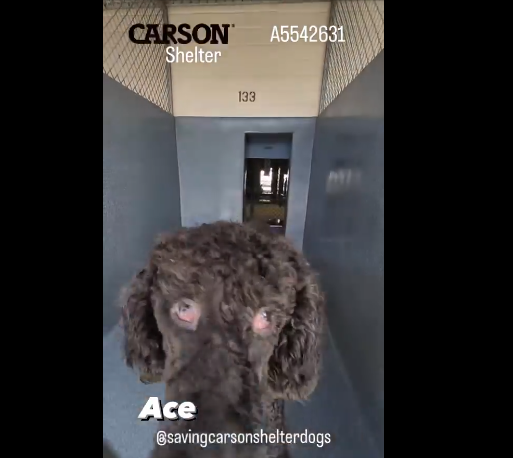 ace-dog-1