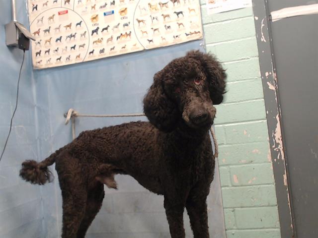 Two year old surrendered poodle is amazing and wants to be adopted