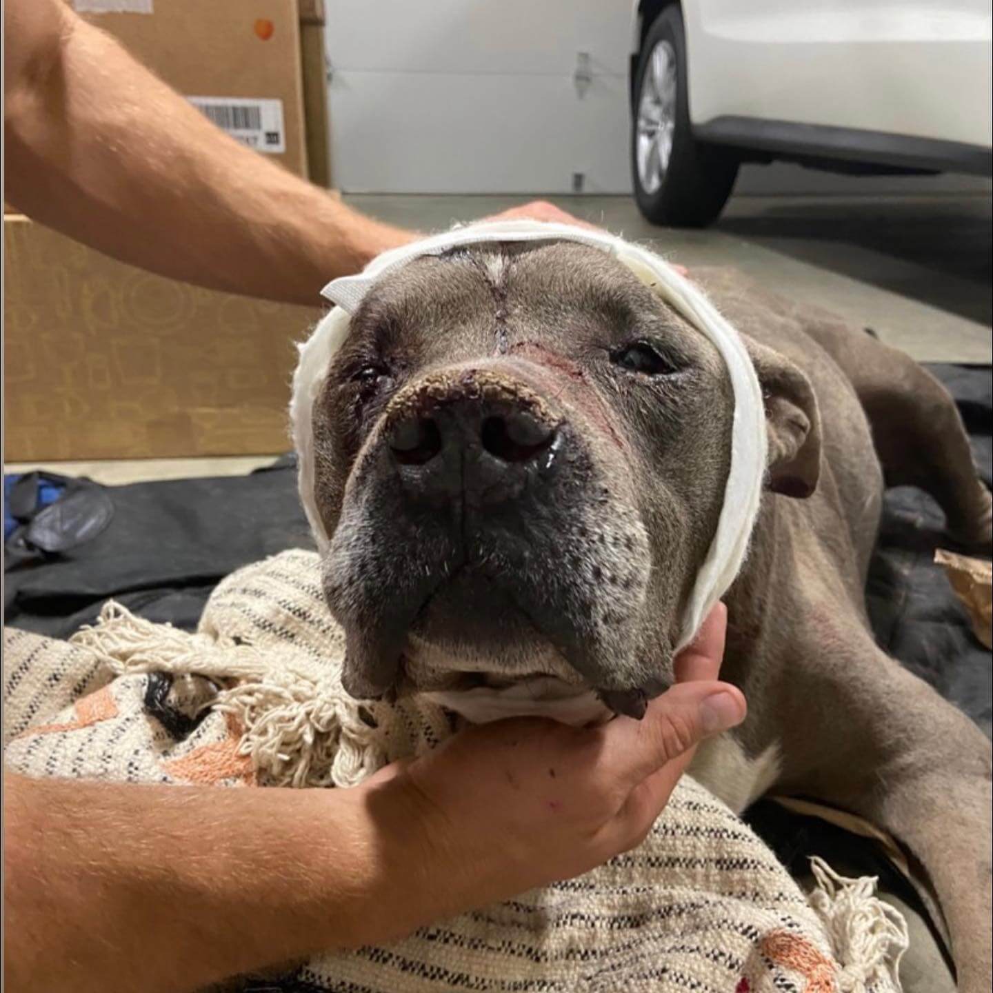 Badly injured stray pup rescued by Good Samaritan and given emergency care