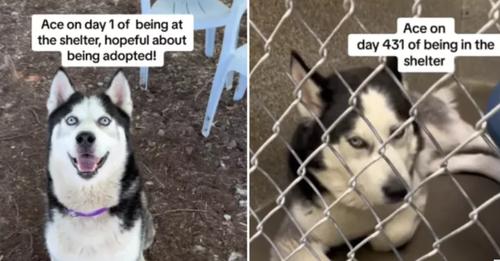 UPDATE: Shelter dog whose heartbreaking photos compared how happy he was and then his sad face adopted after 469 days