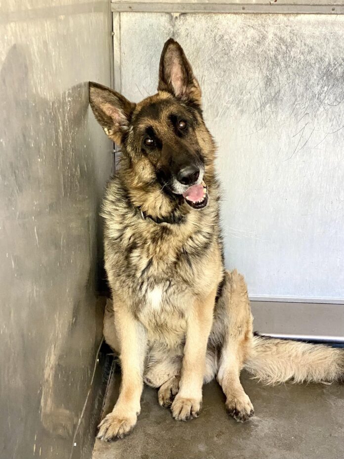 ‘Because he’s old’ friendly German shepherd slated to be euth’ed at California shelter