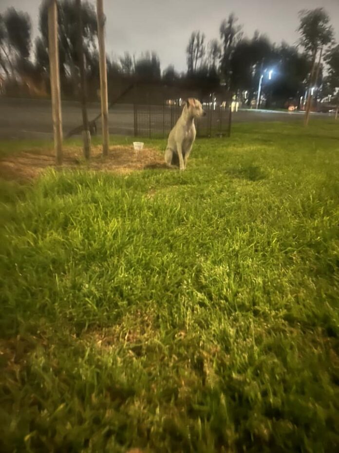 Heartbroken pup abandoned by owner at park watched every car go by just waiting