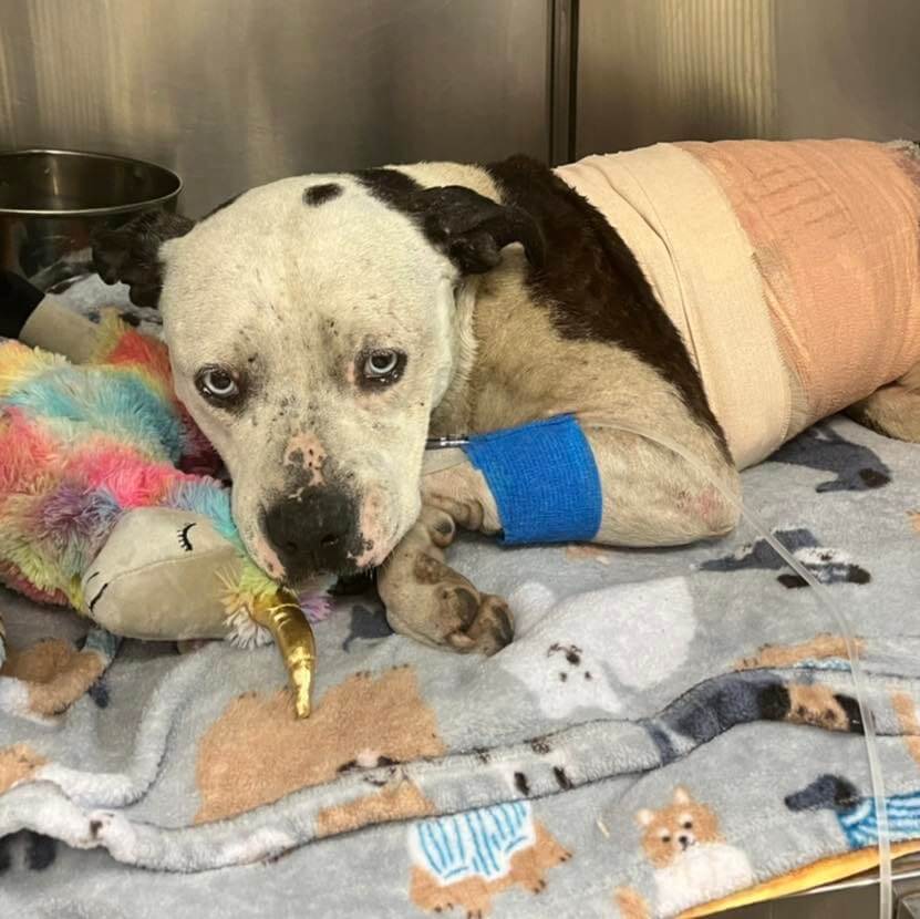 Terribly neglected pup with the most beautiful blue eyes only knew her name to be ‘bitch’