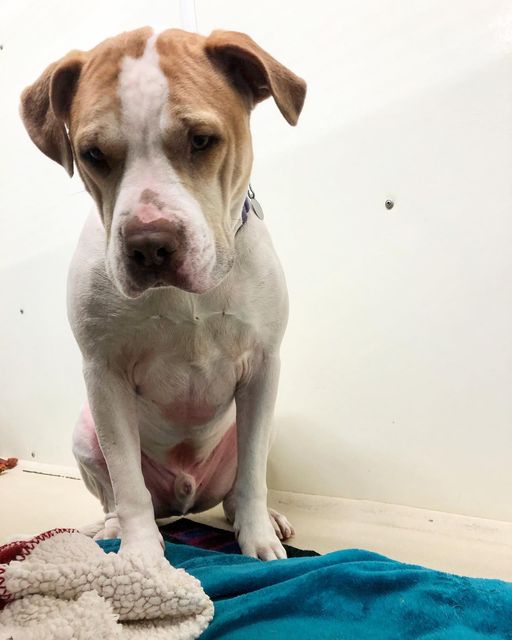 1350 days later and shelter surrendered pup finally finds his loving home