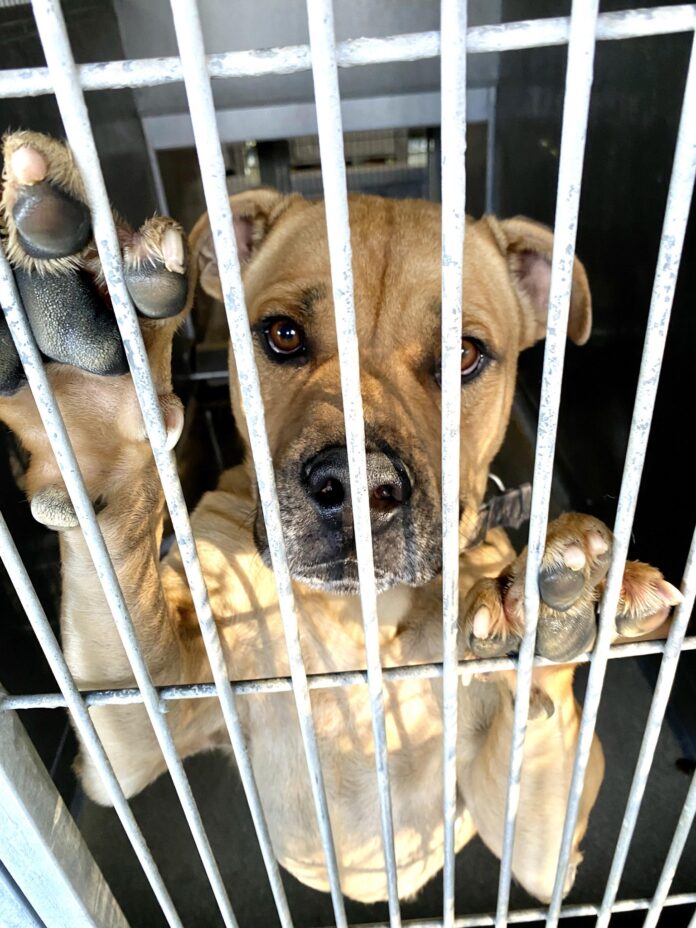 Poor Aero returned by adopter in wheelchair for his energy and now listed to be euth’ed