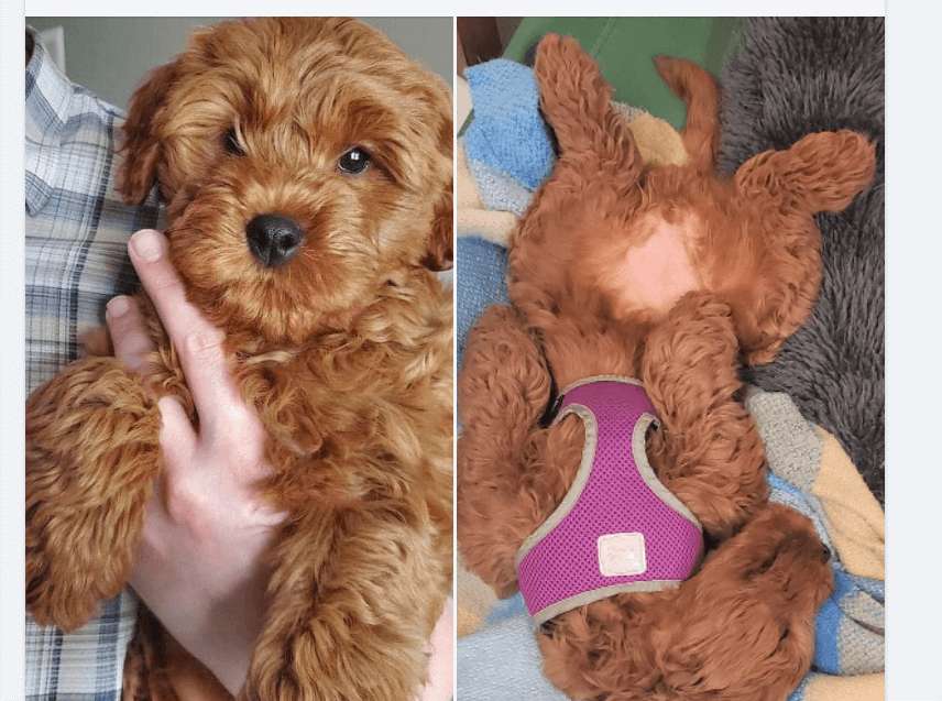 Officer summoned to pick-up ‘aggressive’ dog in the middle of the night