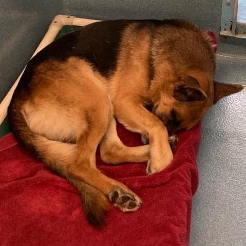 Sad and broken shepherd left behind after his buddy adopted at California shelter