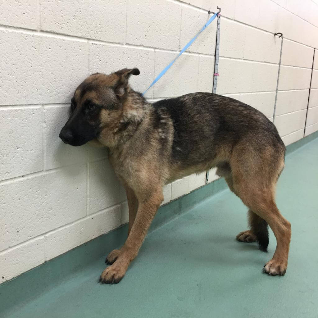 Bonded shepherds found running at large and are so frightened they shiver in the corners