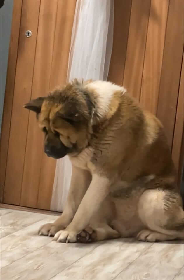 Grieving Akita whose owner passed away brings tears to our eyes