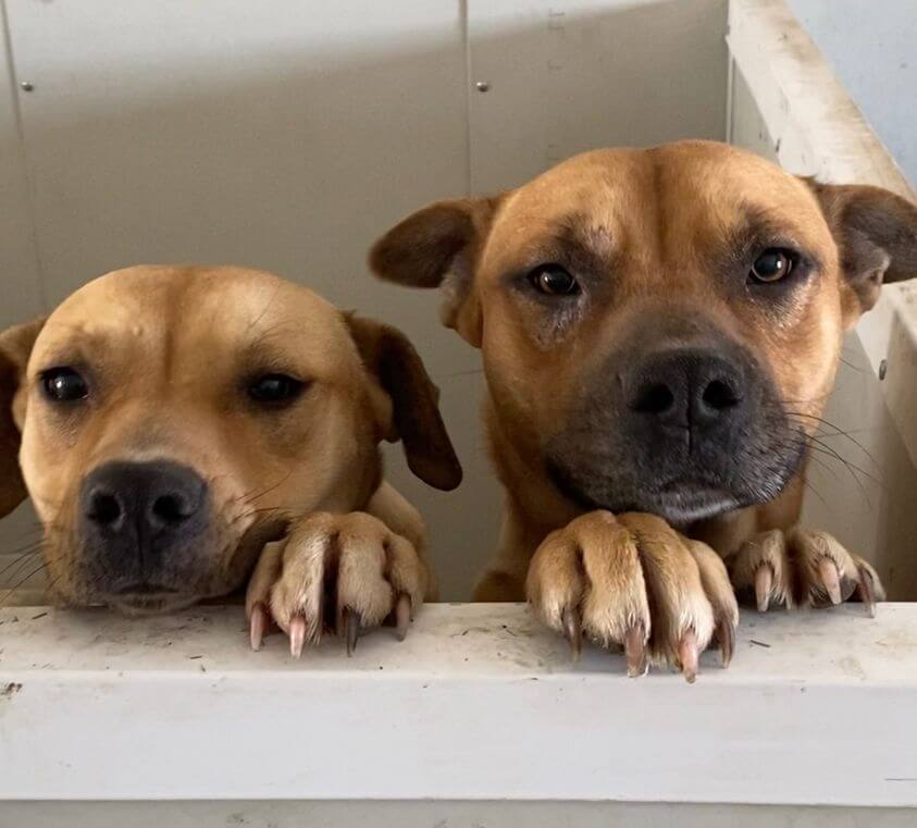 Cutest duo dumped as puppies into Arkansas woods ready to meet the world
