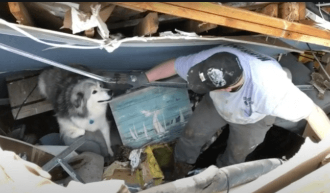 Dog rescued from Alabama tornado wreckage uninjured