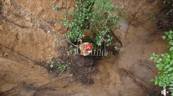 Dog that fell into 40 foot sinkhole rescued by fire department heroes