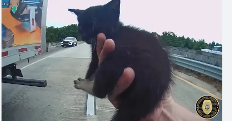 Police officer stops traffic on busy highway to save tiny kitten