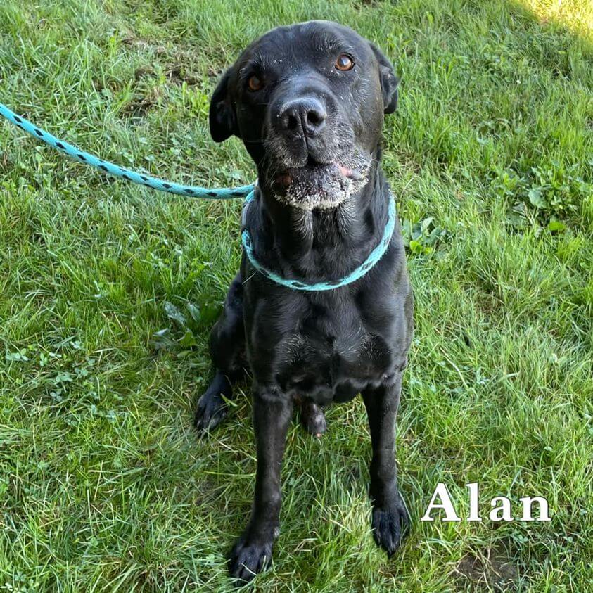 Good Samaritans who found 13-year-old stray dog said his owners ‘kicked him out’