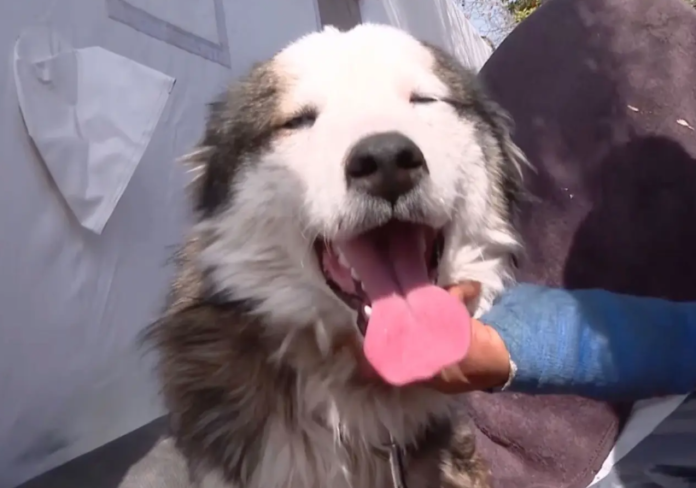 Miraculous rescue: Dog found 23 days under Turkey rubble