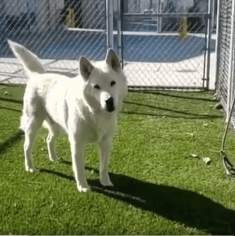 alex-husky