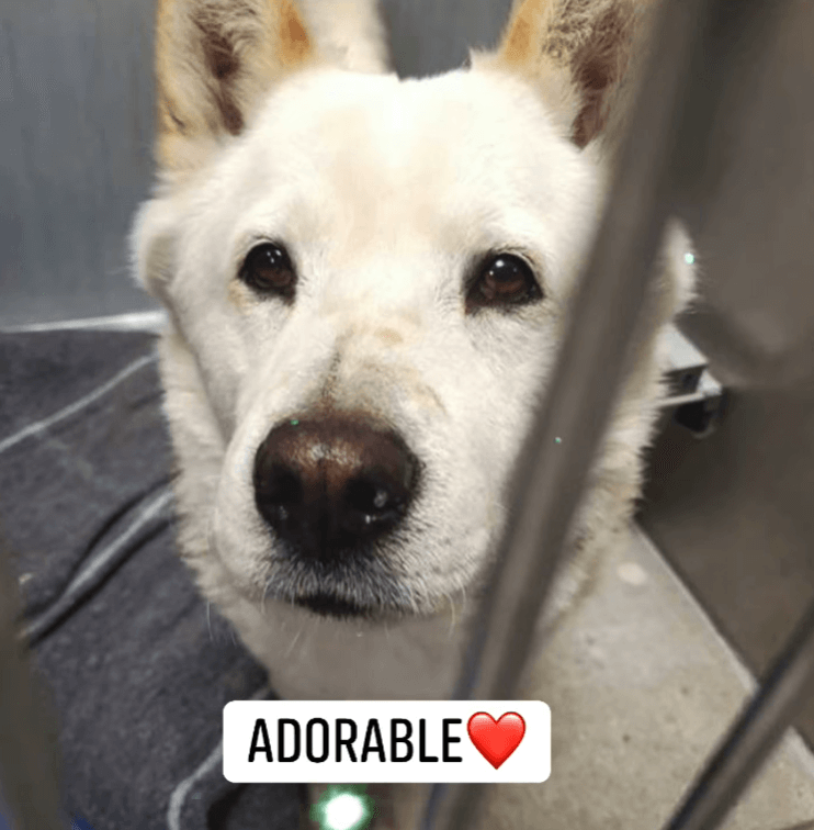 ‘Really cool dog’ Alex is dream dog just waiting to be adopted