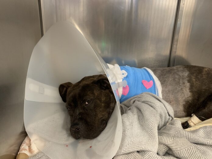 UPDATE: Dog shot several times managed to crawl to porch of nearby home for help