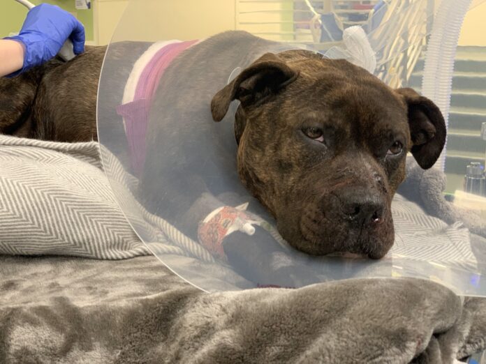 Dog suffering from multiple gunshot wounds crawled to porch of nearby home where she found help