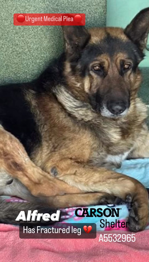 California shelter reaches out for help with injured German shepherd