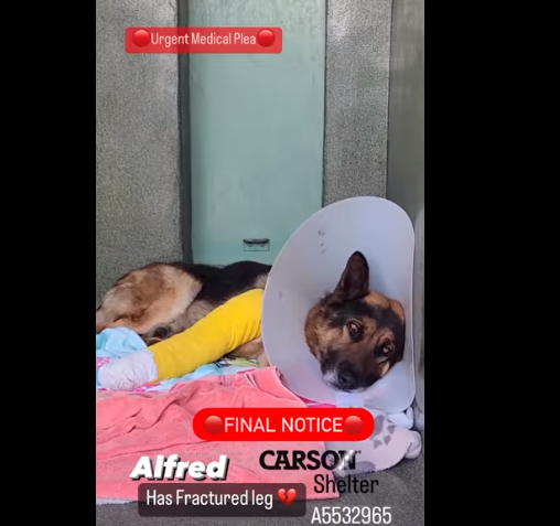alfred-senior
