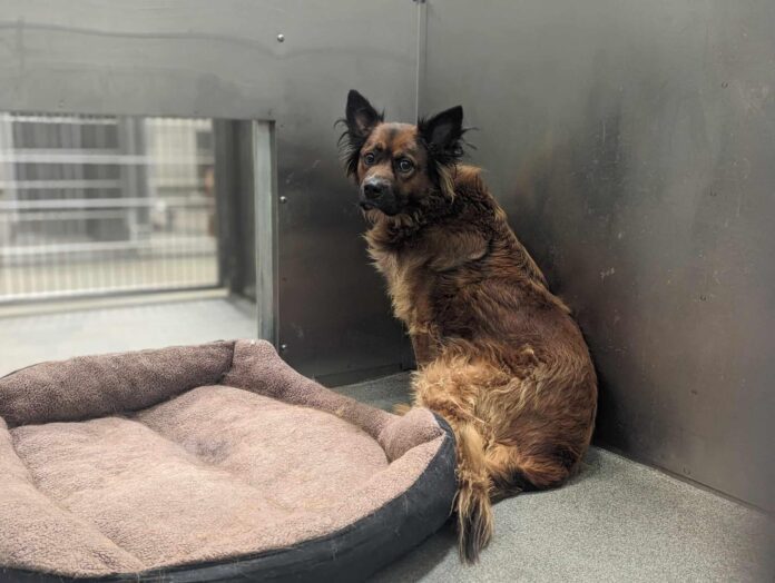 Handsome shepherd survived past of neglect but Texas shelter says he is too overwhelmed and will be put to sleep