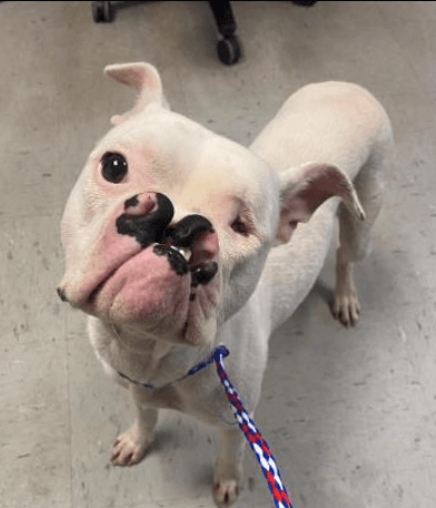 Adorable Alice with the cleft lip wants to be someone’s best friend