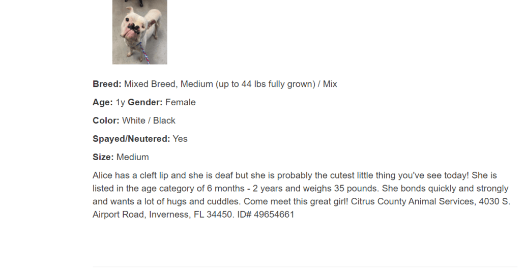 alice-the-dog2-1030x533-1