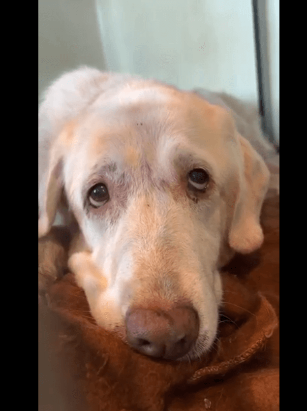 Owner surrendered dog at 14 years all covered in fleas: help her find a home