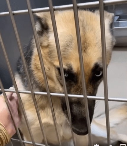 Blue-eyed shepherd is perfect and needs help out of overcrowded California shelter now